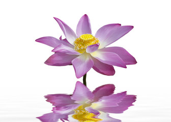 Beautiful lotus flower and reflection.