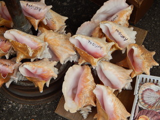 Muscheln auf Antigua