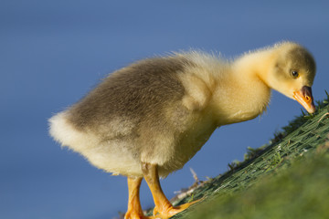 Foraging chick