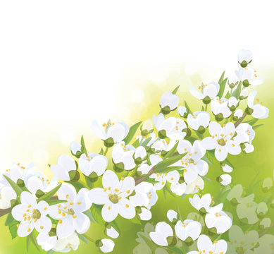 Vector spring blossoming tree  background.