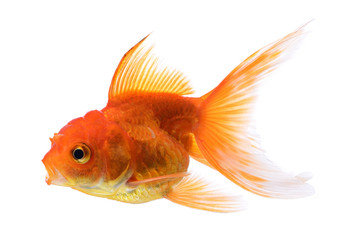 fish gold on background