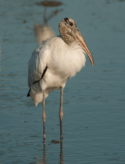 Wood Stork