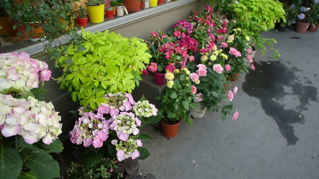 Flowers market boutique in Paris, France