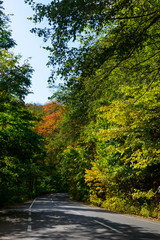 Obraz premium National Highway through the forest