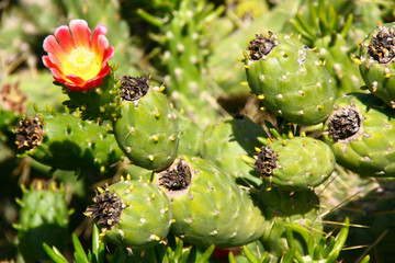 plante cylindropuntia