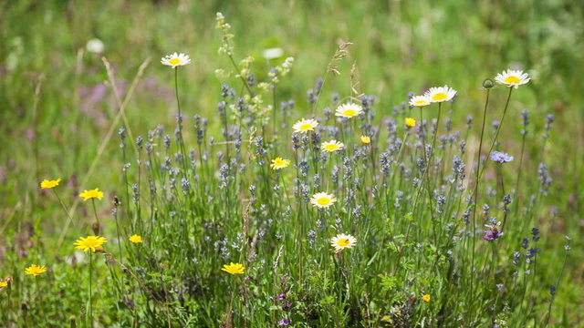 Wildflowers sway in the wind