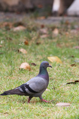 Pigeon on the ground