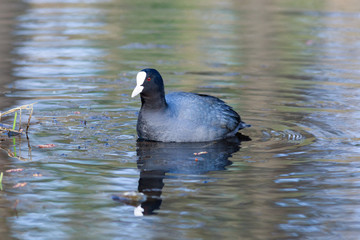 Common Coot (Fulica atra).