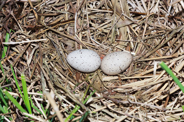 Fulica atra. The nest of the Common Coot in nature.