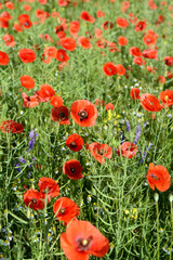 Poppy flowers outdoors