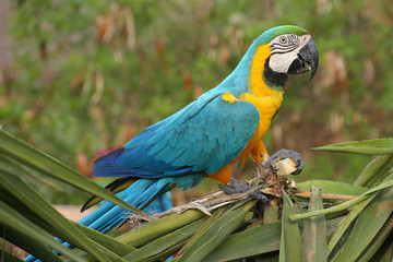Colorful blue parrot