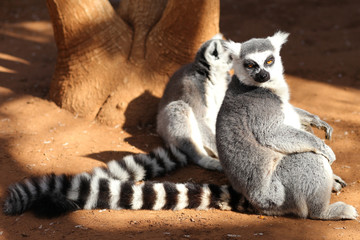 ring-tailed lemur (lemur catta) looking