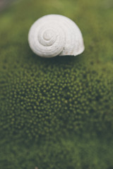 Snail on forest moss against beautiful forest bokeh