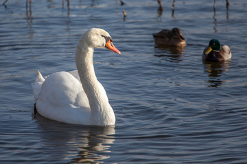 Schwan