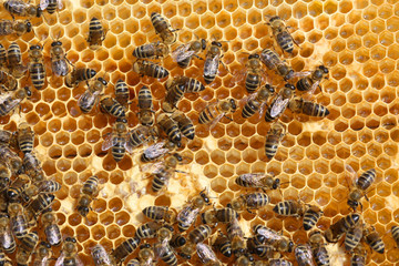 honey comb and a bee working