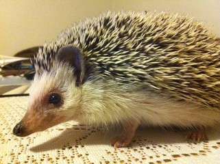 Jeż pigmejski © slawcio1985