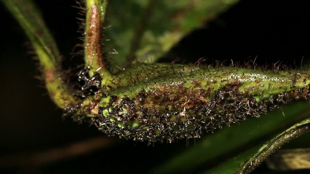 Amazonian tree Cordia nodosa (Boraginaceae) with symbiotoic ants