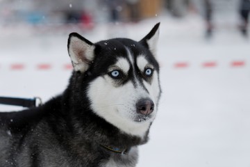 Husky - dog's with blue eyes