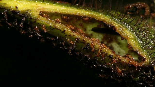 Amazonian tree Cordia nodosa (Boraginaceae) with symbiotoic ants