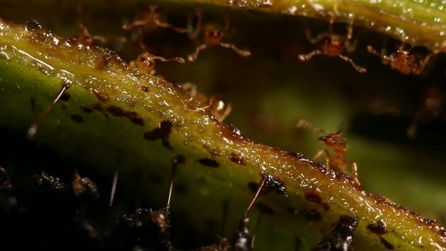 Amazonian tree Cordia nodosa (Boraginaceae) with symbiotoic ants