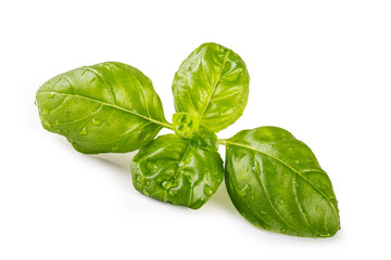 Fresh leaf of basil isolated on white background. Macro concept 