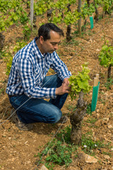 viticulteur dans les vignes