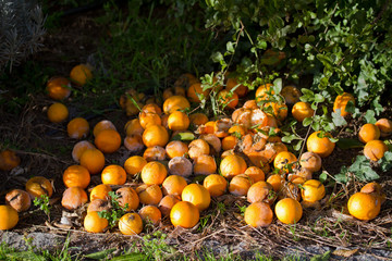old oranges