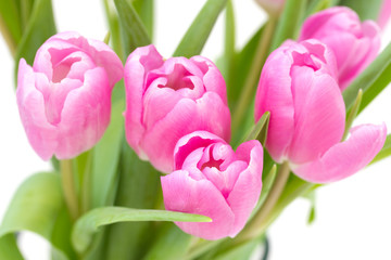 pink tulips on white background