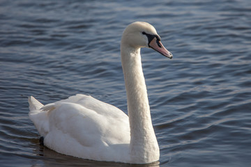 Schwan