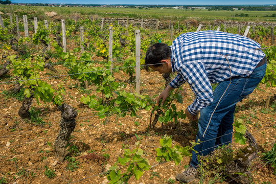 viticulteur dans les vignes