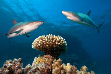 Caribbean reef sharks over the coral reef