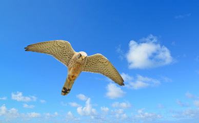 flying hawk under a blue sky