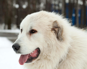 Pyrenean Mastiff on   street
