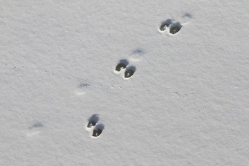 Animal track lines in the fresh snow