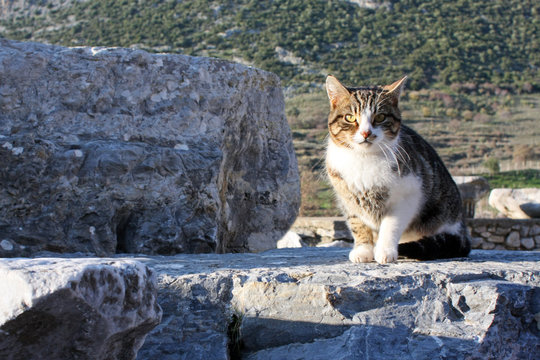 cats on the ruins of the ancient city of Ephesus