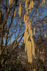 Pollen