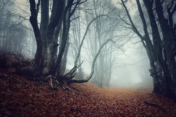 Zelfklevend Fotobehang Mysterieus herfstbos in mist © den-belitsky