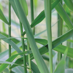 Common Reed Phragmites Leaf, Australis Cav. P. Communis Trin.