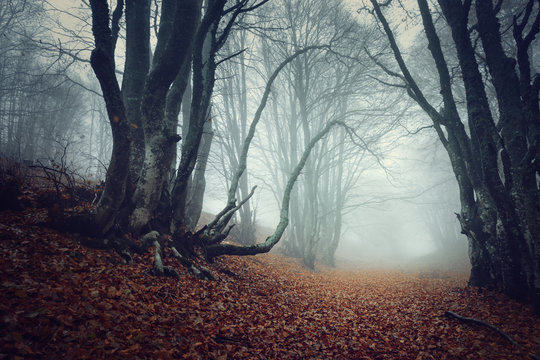 Fototapeta Tajemniczy las jesienią we mgle