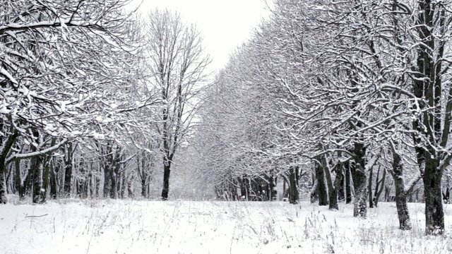 Winter Alley In The Forest