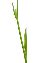 Gras isoliert