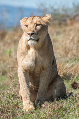 Lioness Sitting