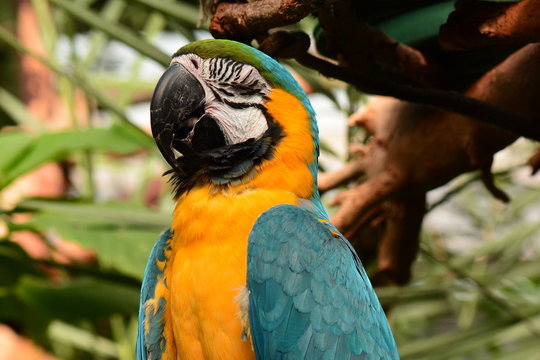 South American Macaw portrait