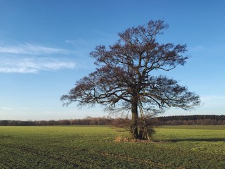 Eichenbaum mit Leiter
