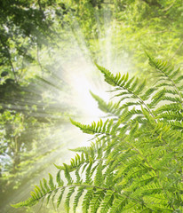 fern Bush against background of sunlight through leaves