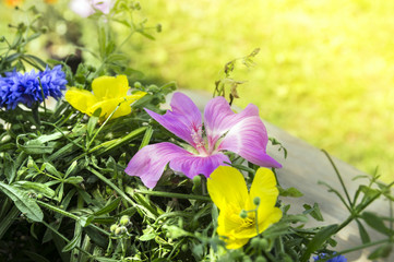 Flower decoration with pink mallow