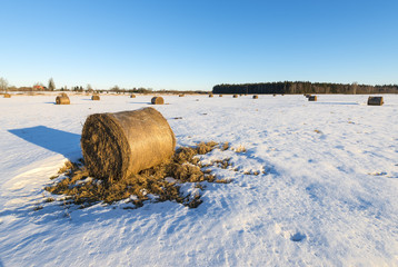 Fototapeta premium Abandoned wintry field with haystocks