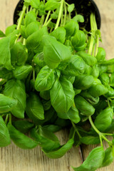 basilic