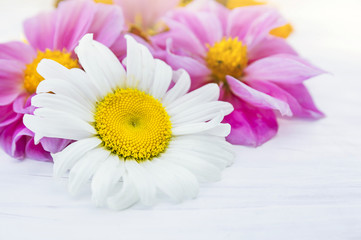 Daisy flower on  background of pink dahlia  on white table