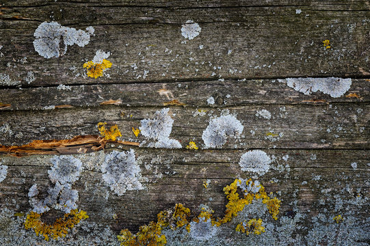 Moos und Flechte auf Holz